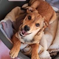 Cucciola Anne in canile