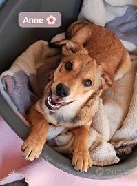 Cucciola Anne in canile