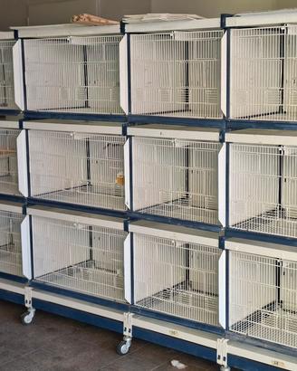 gabbie voliera italgabbie