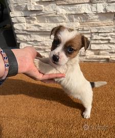 Cucciolo di jack russel