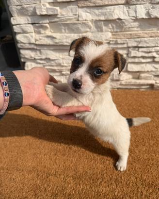 Cucciolo di jack russel