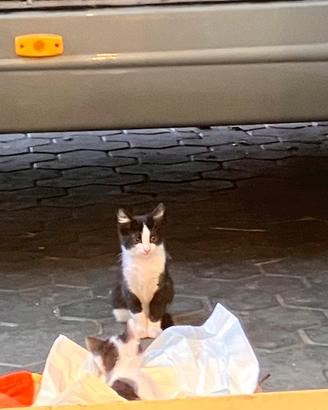 Gattini cuccioli