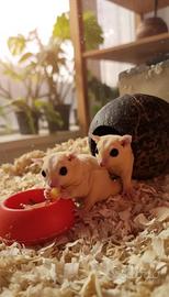 Petauro dello zucchero