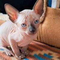 Ultimi meravigliosi gattini Sphynx, Sphynx Elf