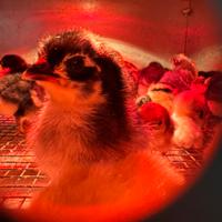 Pulcini Australorp Moroseta serama malesi