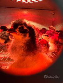 Pulcini Australorp Moroseta serama malesi