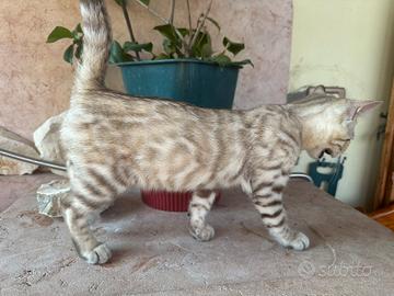 Bengala