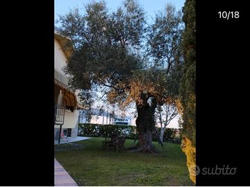 Bed&breakfast B&B Magnolia House