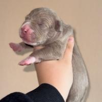 Cuccioli Pitbull