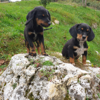 Cuccioli segugio italiano