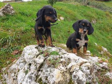 Cuccioli segugio italiano