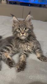Cuccioli Maine Coon con pedigree