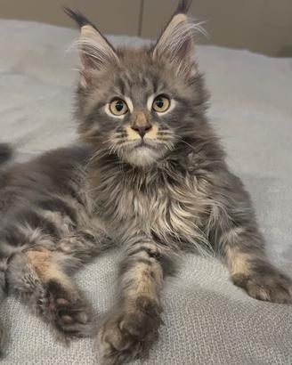 Cuccioli Maine Coon con pedigree