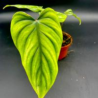 piante da interno philodendron plowmanii