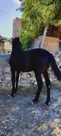 Puledro