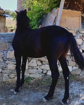 Puledro