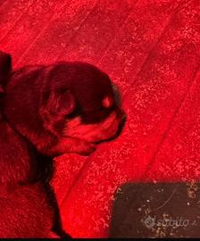Cuccioli rottweiler