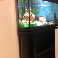 Acquario