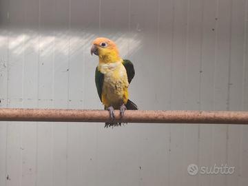 Caicco Testa Gialla (Pionites L.Xanthomeria)
