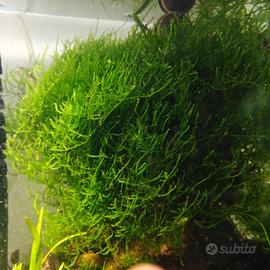 2 muschio di java - Java moss