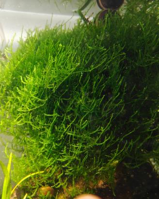 2 muschio di java - Java moss