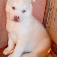 Siberian husky cuccioli con pedigree