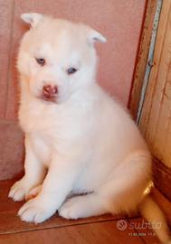 Siberian husky cuccioli con pedigree