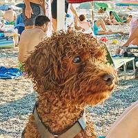 Barboncino Toy disponibile per accoppiamento