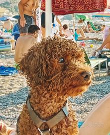 Barboncino Toy disponibile per accoppiamento