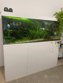 Acquario