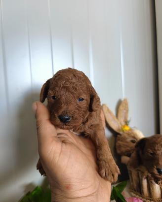 Barboncino Toy Red Pedigree enci