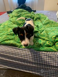 Jack russel femmina