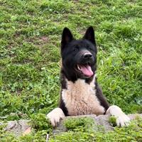 Akita americano