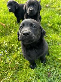 Cuccioli Labrador