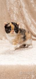 Gatti Persiani e Exotic Shorthair a