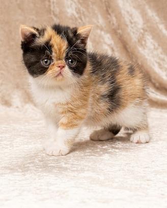 Gatti Persiani e Exotic Shorthair a
