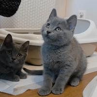 British Shorthair gattini