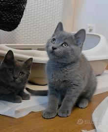 British Shorthair gattini