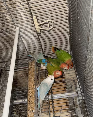 Cuccioli di inseparabili