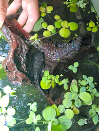 Ancistrus black maschio 5 centimetri