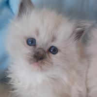 Cuccioli Ragdoll Blue Point