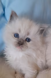 Cuccioli Ragdoll Blue Point