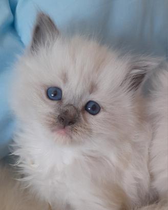 Cuccioli Ragdoll Blue Point