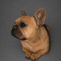 Bulldog francese femmina fulvo