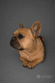 Bulldog francese femmina fulvo