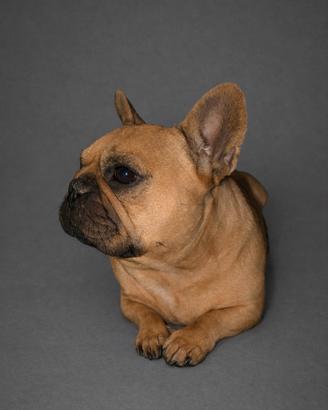 Bulldog francese femmina fulvo