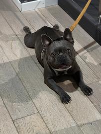 Disponibile bulldog francese per monta