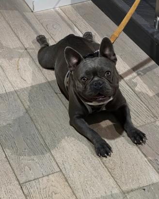 Disponibile bulldog francese per monta