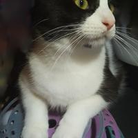 Diego dolce micio
