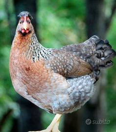 Galline